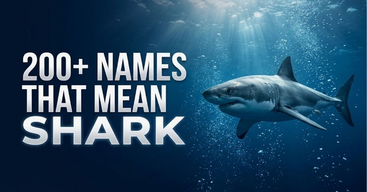200+ Fierce, Unique & Powerful Names That Mean Shark